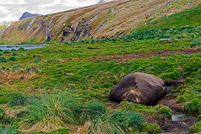 grytsviken