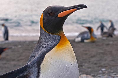 grytsviken