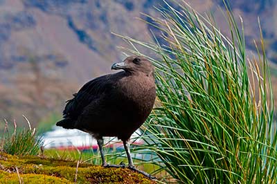 skua