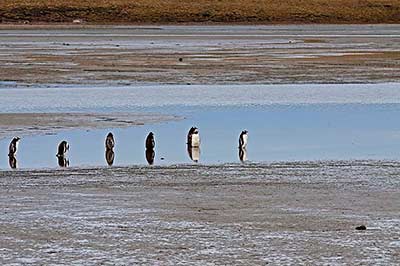 falklands