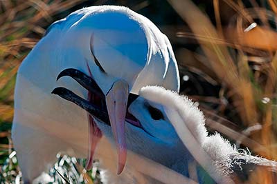 schwarzbrauenalbatros