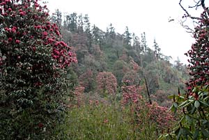 rhododendron