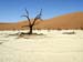 dead vlei