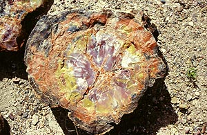 petrified wood