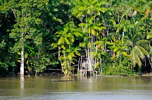 amazonas