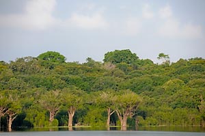 amazonas