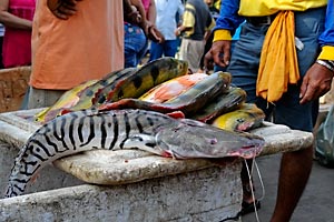 fischmarkt-belem