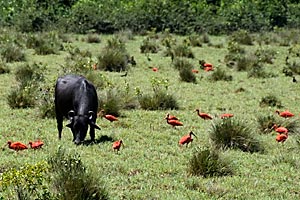 roter ibis